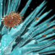 Illustration for article titled Swine flu gives its survivors supercharged immunity